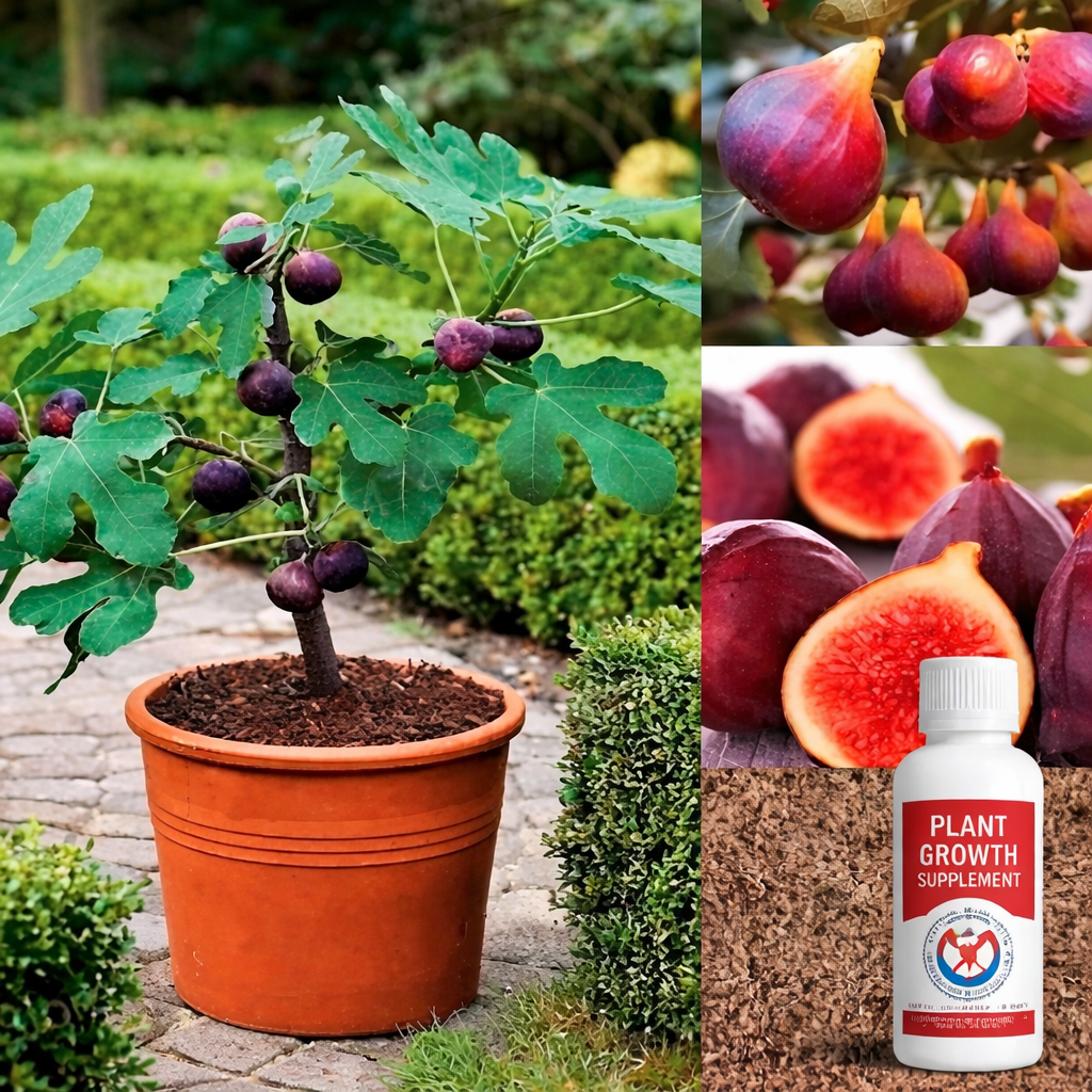 A packet of natural fig tree seeds and a sachet of plant growth booster on a white background