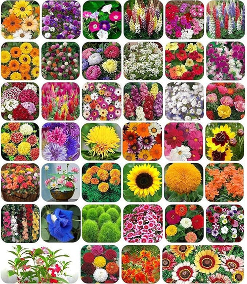 A pack of 100 mixed flower seeds with a bottle of plant growth booster