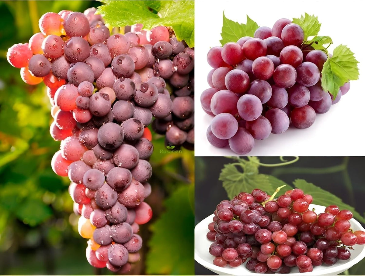 Brazilian Grape Tree Seeds (Jaboticaba) - Pack of 2
