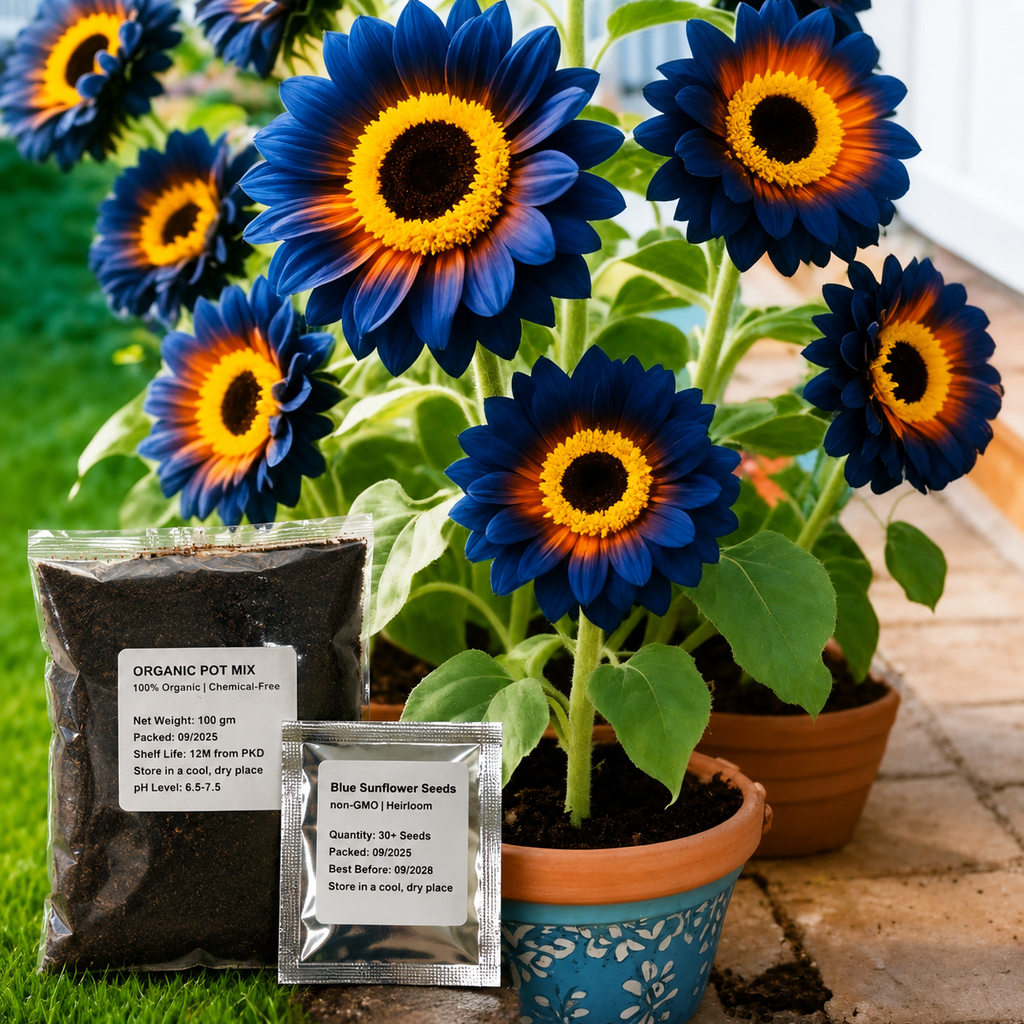 Blue Flame Sunflower Seeds and Organic Pot Mix Combo