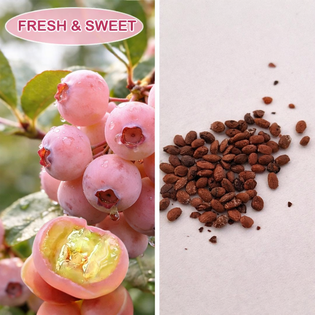 A close-up of two pink blueberry seeds with planting instructions for home gardeners.