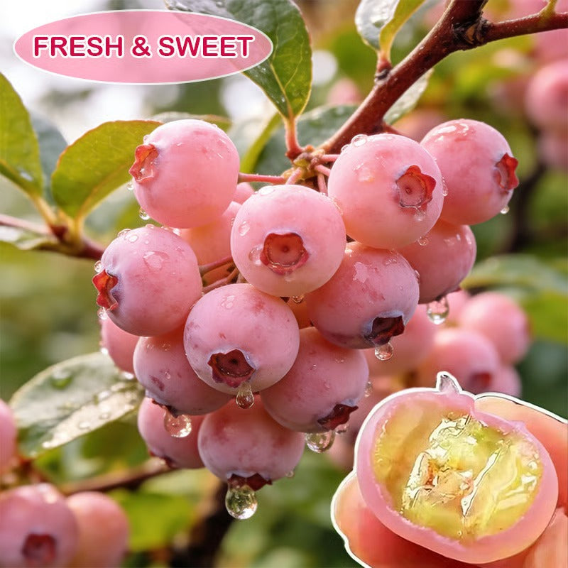 Pink Blueberry Seeds for Home Gardening - Hybrid Variety, Pack of 2