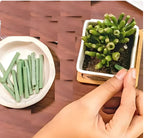 Plant Grow Fertilizer Sticks for Potted Plants, 60-Day Nutrient Release
