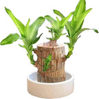 Lucky Brazilian Wood Plant Decorative Stump with Growth Booster