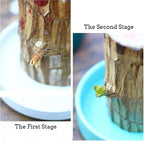 Lucky Brazilian Wood Plant Decorative Stump with Growth Booster