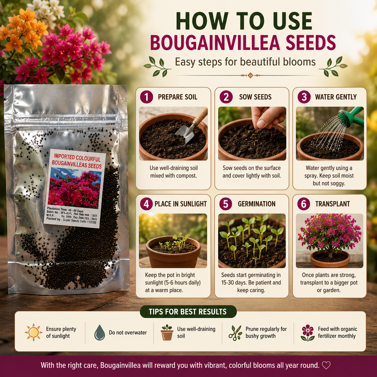Mixed Colour Bougainvillea Flower Seeds for Home Gardening, Pack of 1