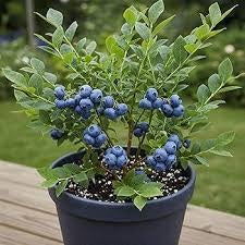 Giant Blueberry Superfood Seeds - Pack of 1