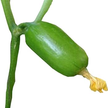 A packet of cucumber seeds and natural plant growth booster for home gardening