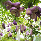 A pack of natural raw August melon seeds