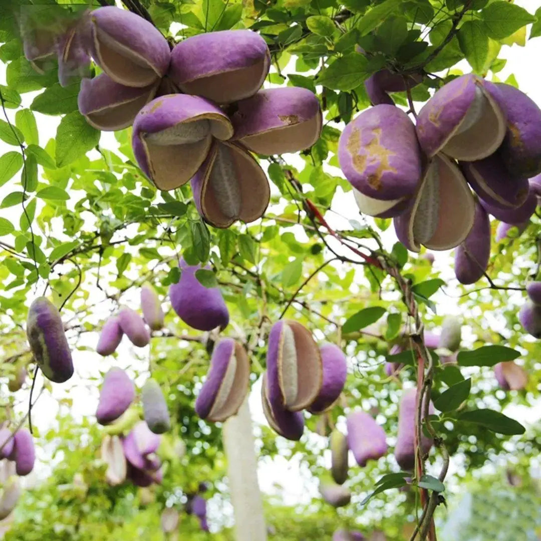 A pack of natural raw August melon seeds