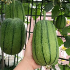 A packet of natural apple luffa vegetable seeds for home gardening