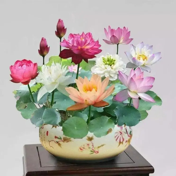 A pack of 20 natural lotus seeds for bonsai and aquatic gardening