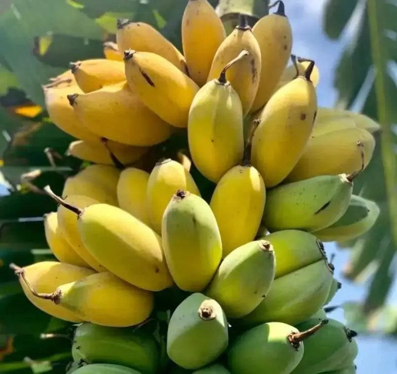 A packet of natural banana seeds for home gardening