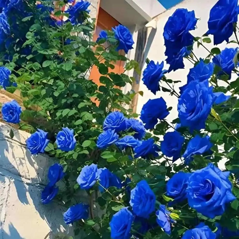 A pack of blue climbing rose seeds for home gardening
