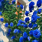 A pack of blue climbing rose seeds for home gardening