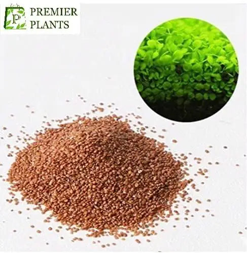 Two packets of AI Aquarium Grass Seeds for tank carpeting