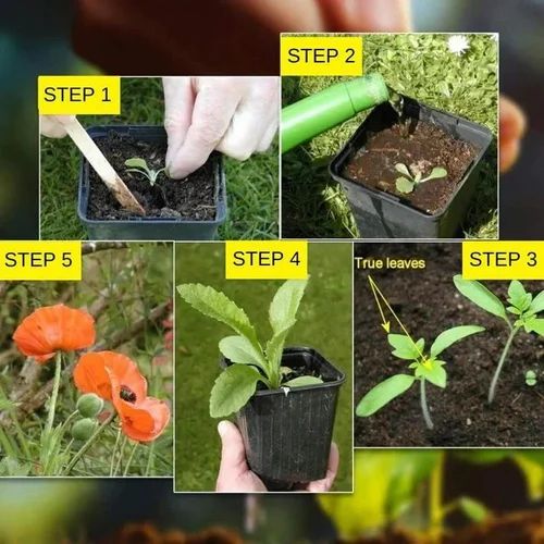150 Variety Organic Flower Seeds With Growth Supplement Pack