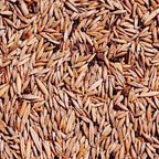 A packet of natural Bambusa gigantea giant bamboo seeds