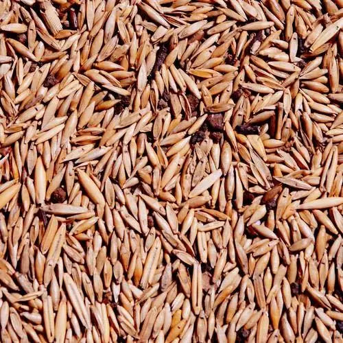 A packet of natural Bambusa gigantea giant bamboo seeds