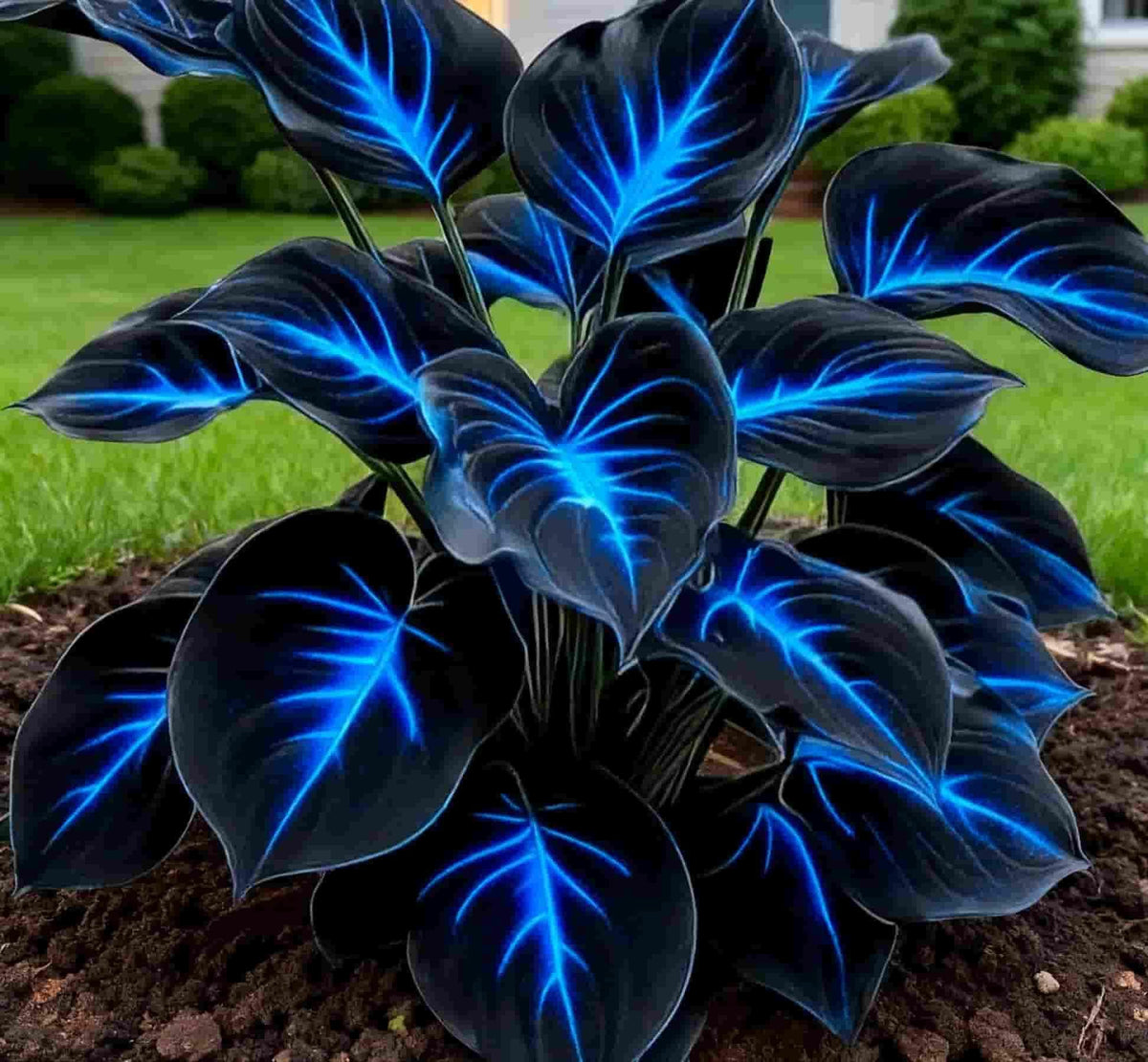 A pack of Blue Flame Hosta seeds and a bag of natural organic potting mix