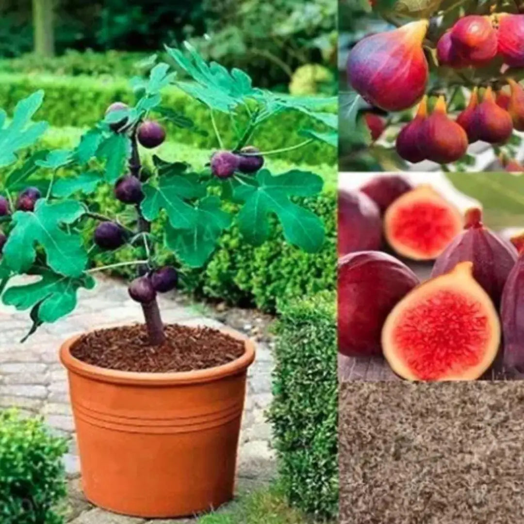 Two natural fig tree seeds for gardening in a small package
