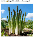 Two packs of organic asparagus seeds with a growth booster packet