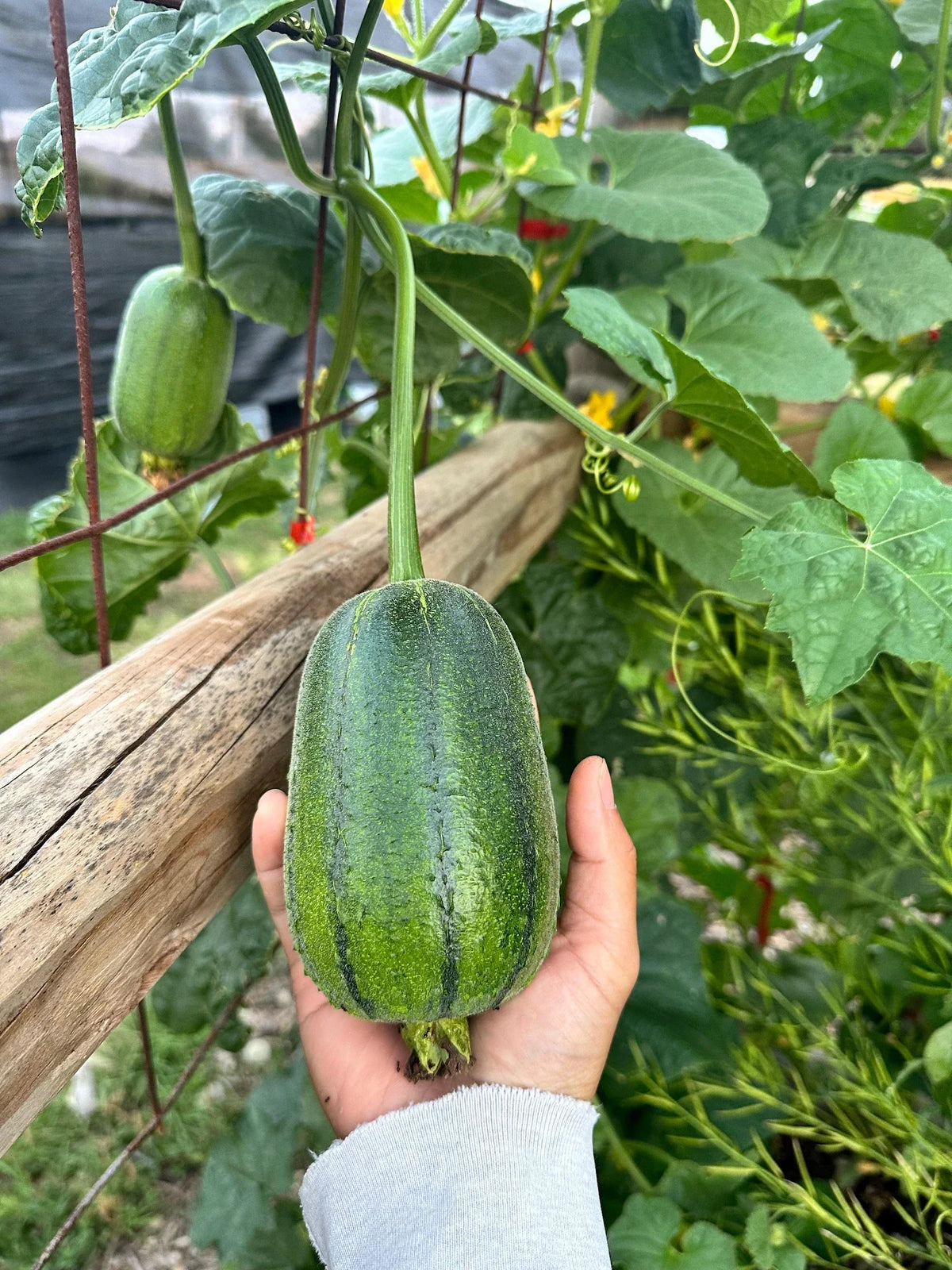 Apple Luffa Seeds - Natural Vegetable Planting Seeds