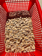 Apple Luffa Seeds - Natural Vegetable Planting Seeds