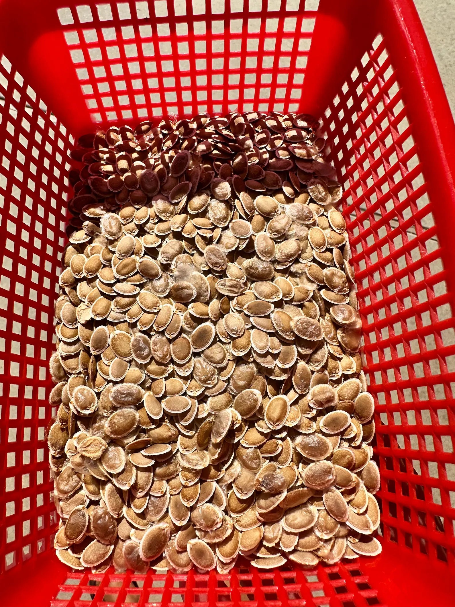 Apple Luffa Seeds - Natural Vegetable Planting Seeds