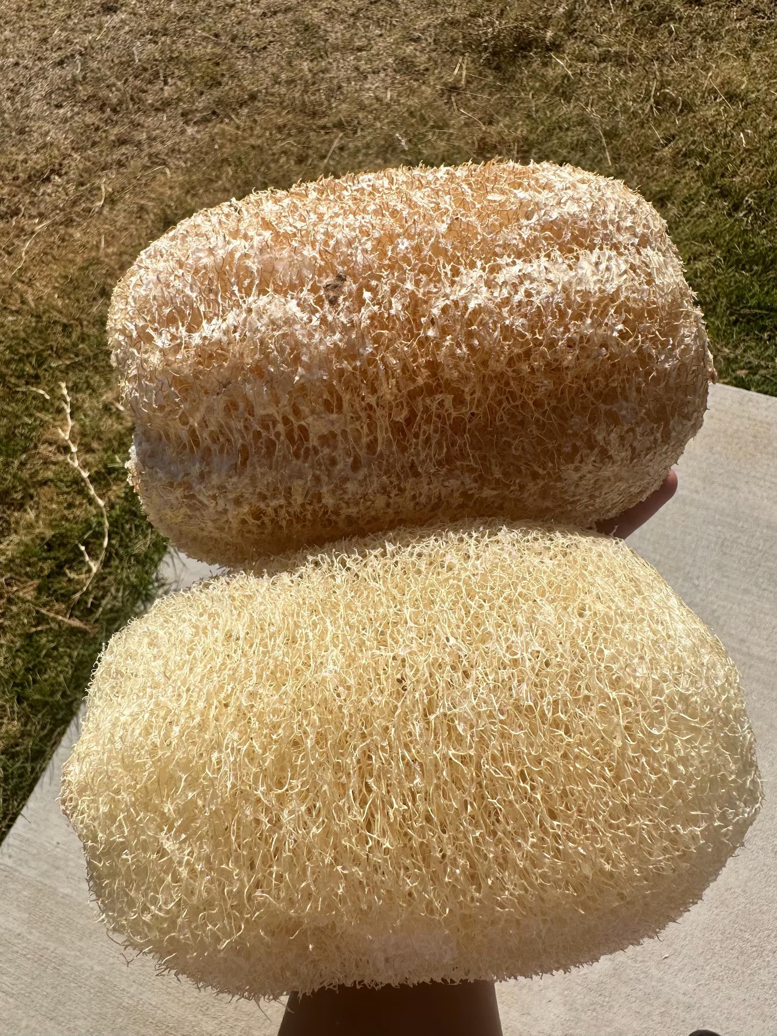 Apple Luffa Seeds - Natural Vegetable Planting Seeds