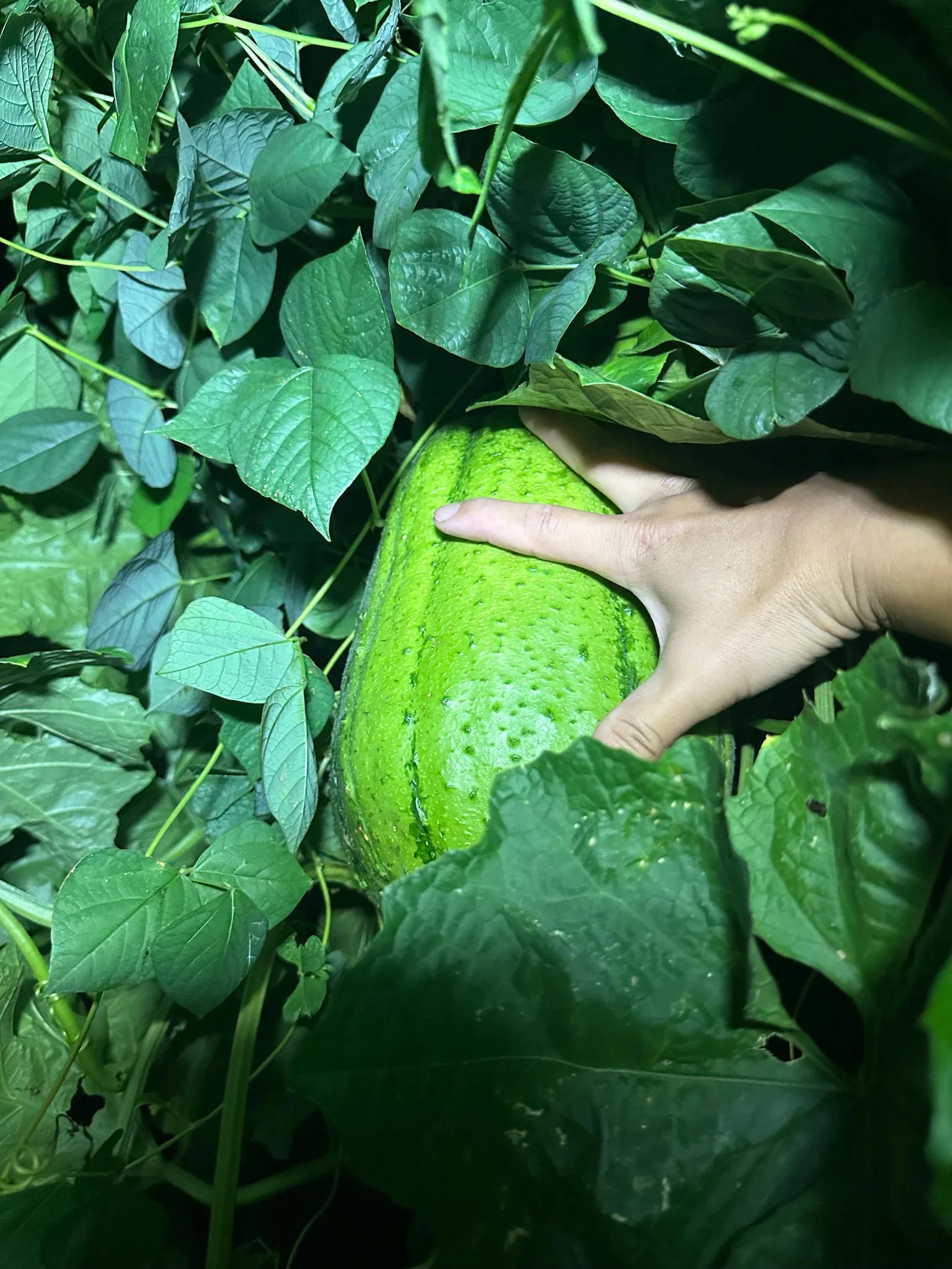Apple Luffa Seeds - Natural Vegetable Planting Seeds
