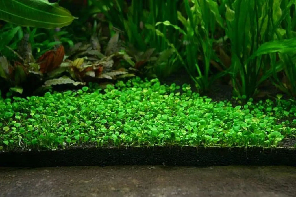Natural Aquarium Grass Seeds for Aquatic Plants - Pack of 1