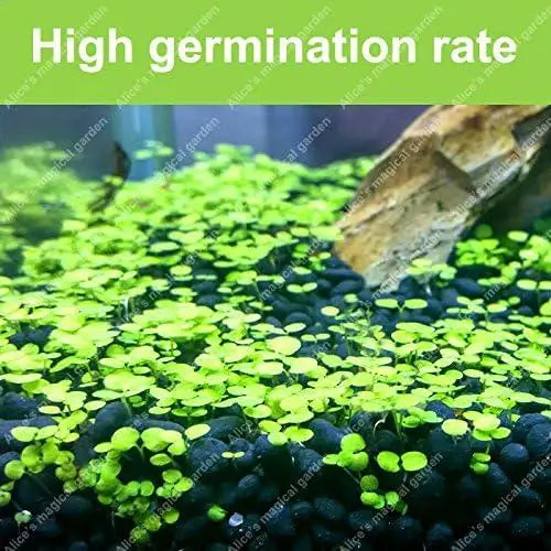 Natural Aquarium Grass Seeds for Aquatic Plants - Pack of 1