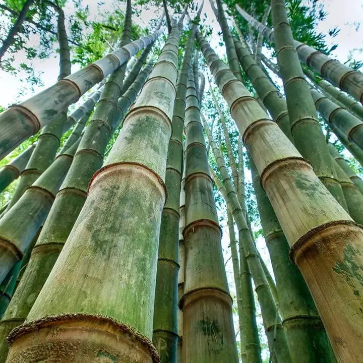 Bambusa gigantea Seeds - Giant Bamboo Growing Seeds - 1 Packet