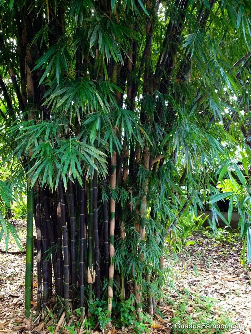 Bambusa gigantea Seeds - Giant Bamboo Growing Seeds - 1 Packet