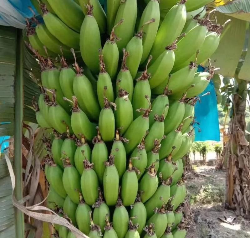 Banana Seeds - Natural Fruit Seeds for Home Gardening