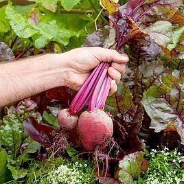 Organic Beetroot Seeds and Potting Mix - 100g Pack
