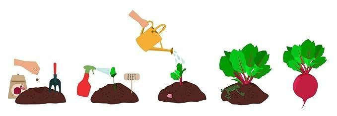 Organic Beetroot Seeds and Potting Mix - 100g Pack
