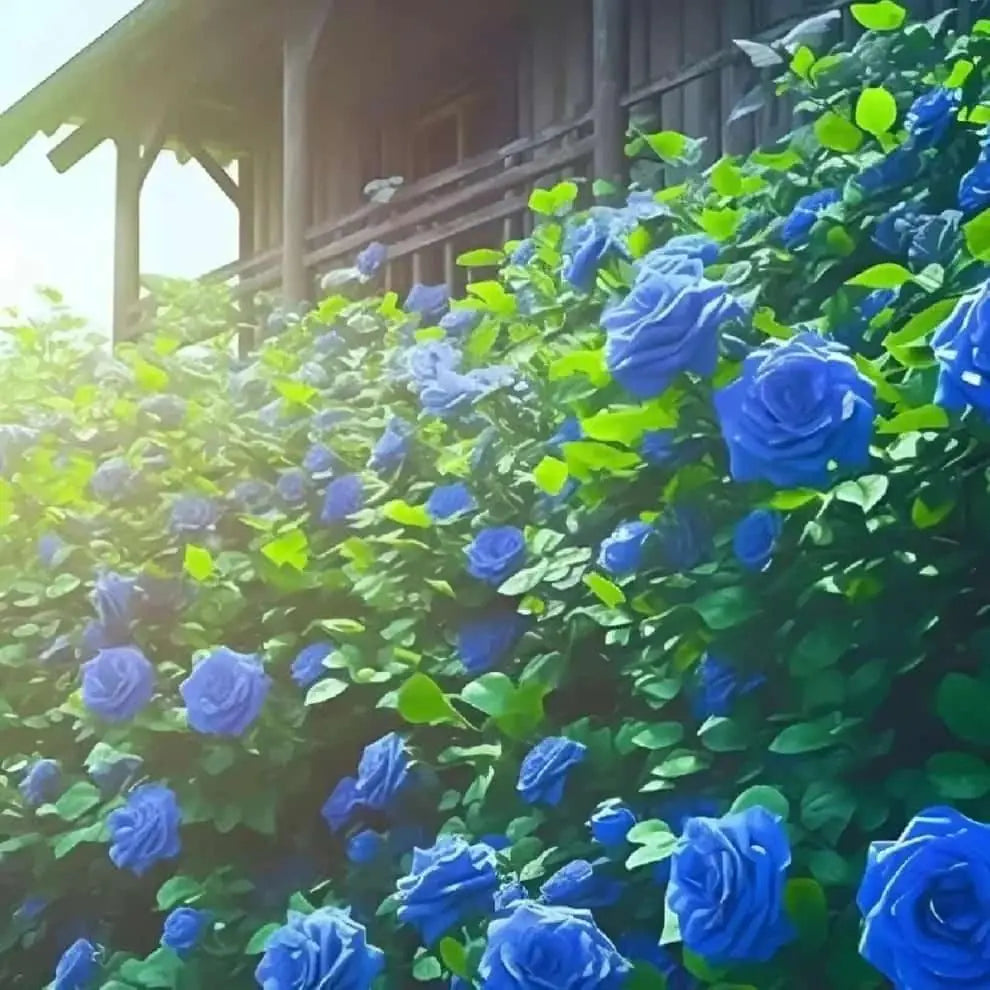 Blue Climbing Rose Seeds - Pack of 1