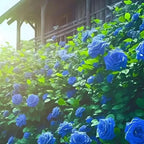 Blue Climbing Rose Seeds - Pack of 1