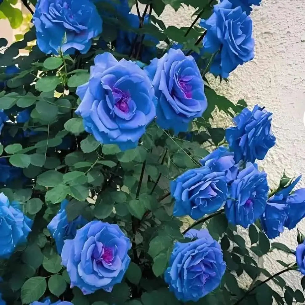 Blue Climbing Rose Seeds - Pack of 1