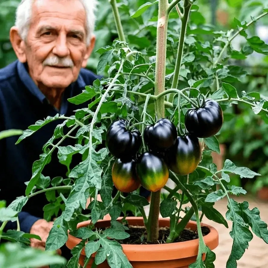 Rare Blueberry Purple Tomato Seeds - Non-GMO - Buy 1 Get 1 Free