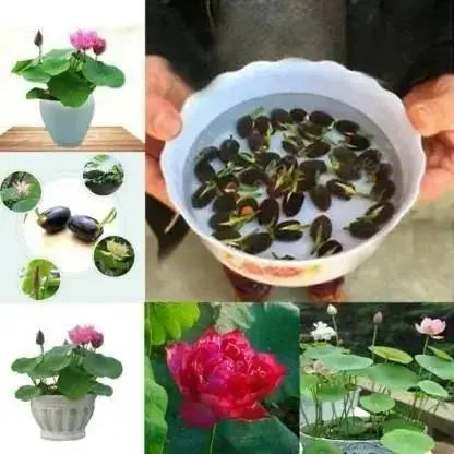 Bonsai Lotus Flower Seeds - Pack of 20