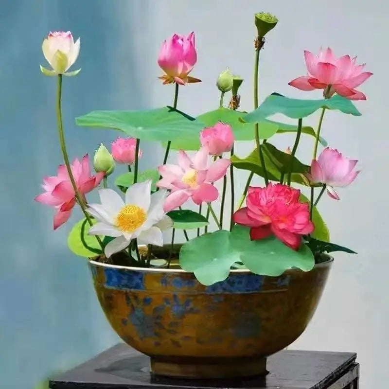 A collection of 40 natural lotus flower seeds arranged for gardening.