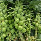 Organic Brussels Sprouts Cabbage Seeds - Pack of 1