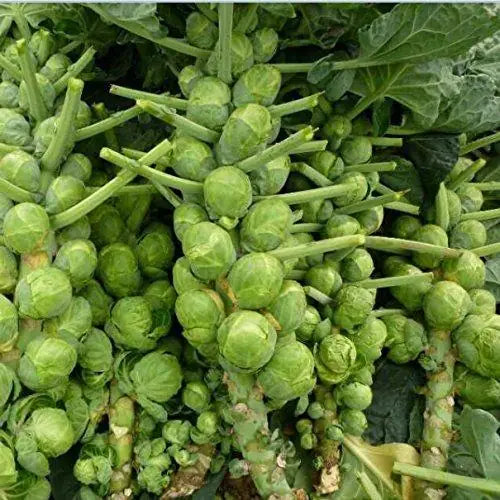 Organic Brussels Sprouts Cabbage Seeds - Pack of 1
