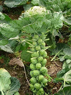 A single packet of organic brussels sprouts seeds for gardening