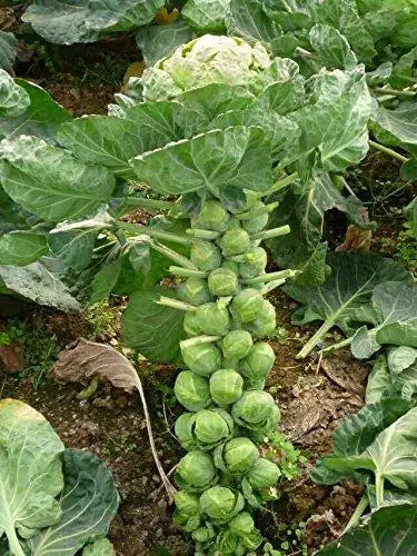 A single packet of organic brussels sprouts seeds for gardening