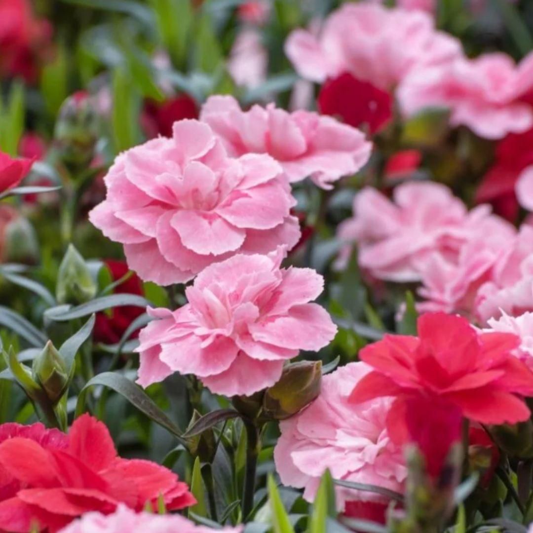 Carnation Seeds and Potting Mixture Set