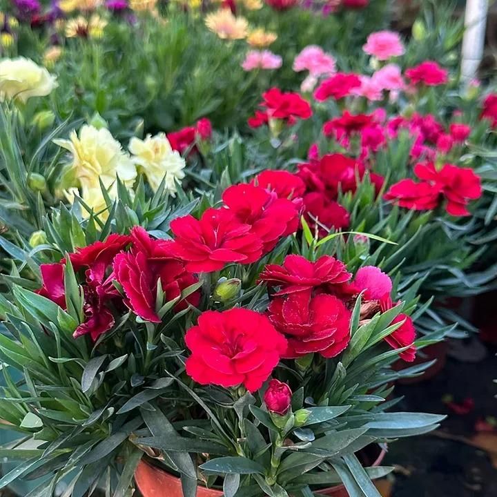 Carnation Seeds and Potting Mixture Set